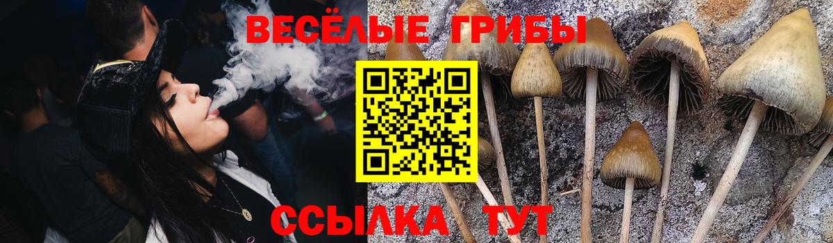 Псилоцибиновые грибы Psilocybine cubensis Лесозаводск